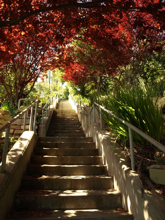 several steps going up to a lush red fall tree