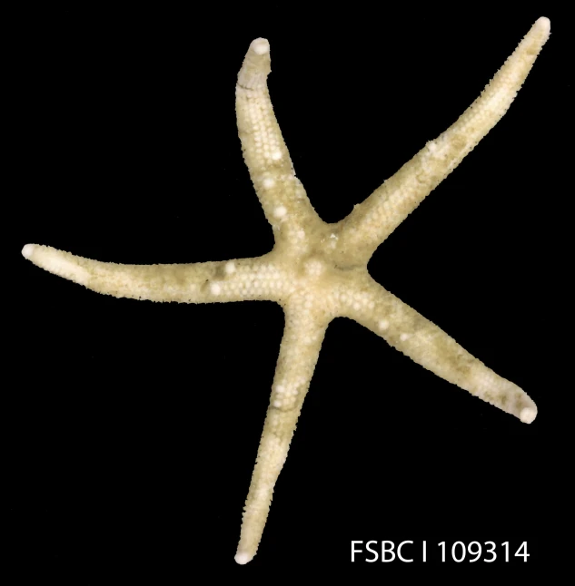 a single starfish on black background that has been distorted and slightly oblong