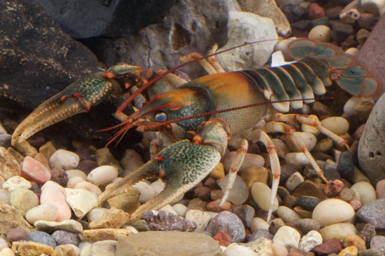 this lobster is sitting on rocks by himself