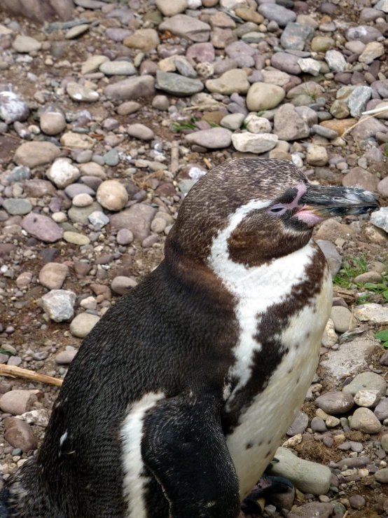 penguin standing on its side on rocky surface