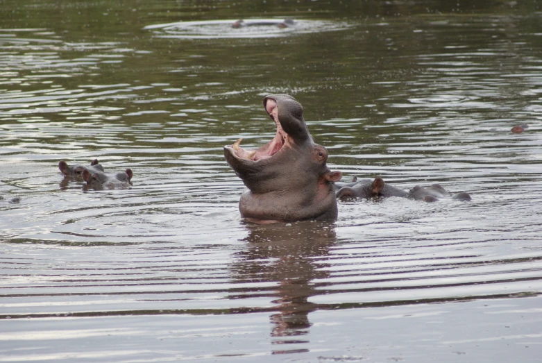 an hippo with its mouth open and two other elephants swimming in water