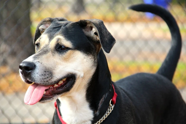 a large black dog standing next to a chain link fence