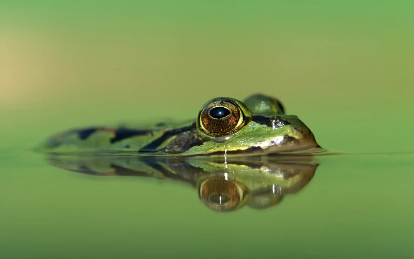 a close up of a frog on water