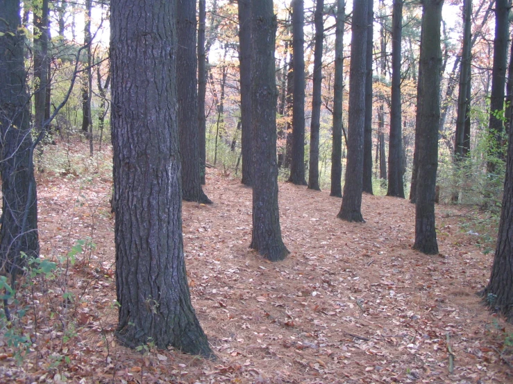 a group of trees that are standing in the dirt