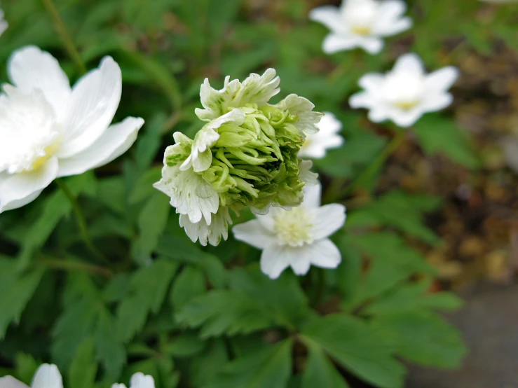 a flower that is in some kind of garden