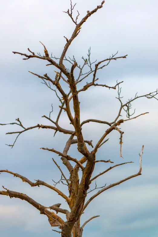 a giraffe is standing by a tree that's not