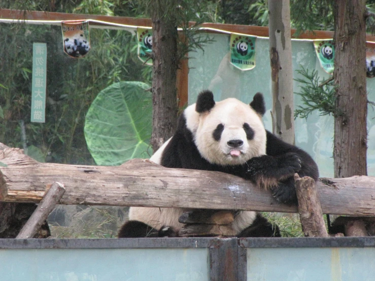 a panda bear sitting on top of a wooden trunk