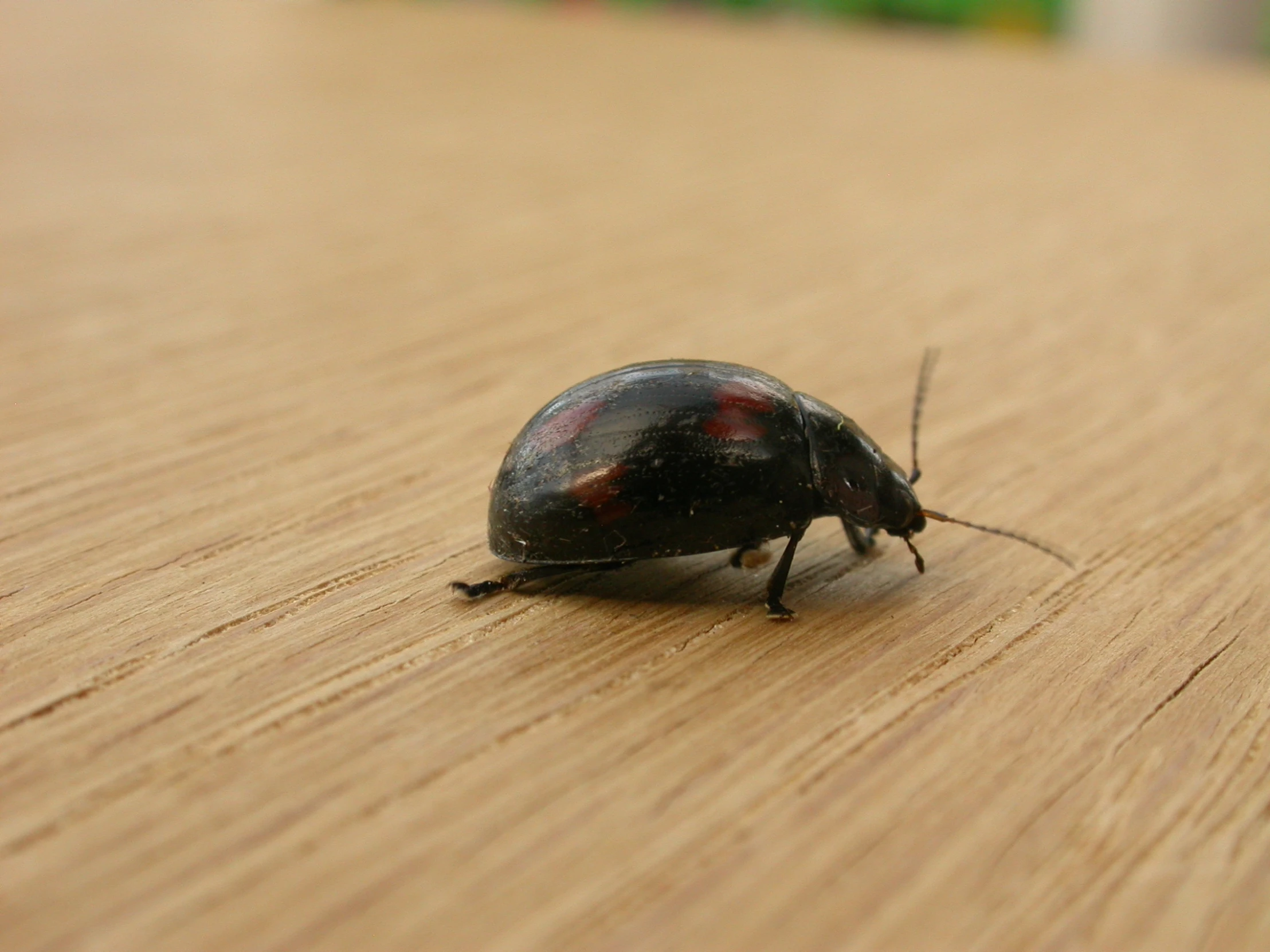 a brown beetle is sitting on the table