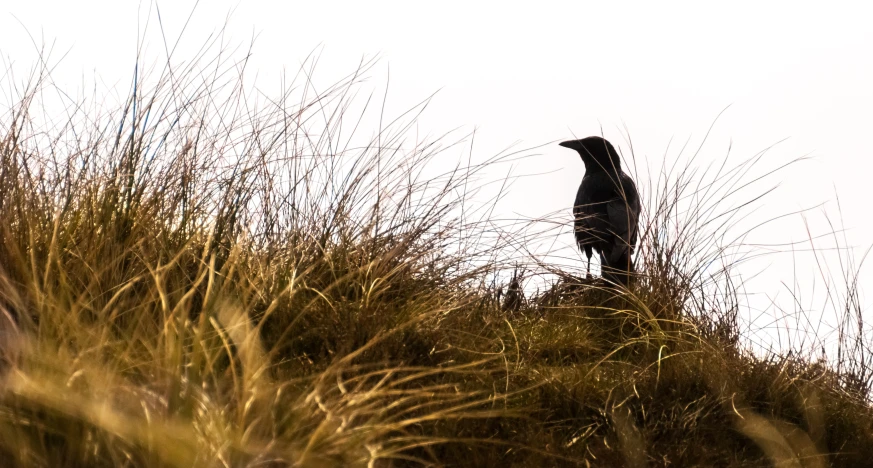 a bird stands on top of a grassy hill