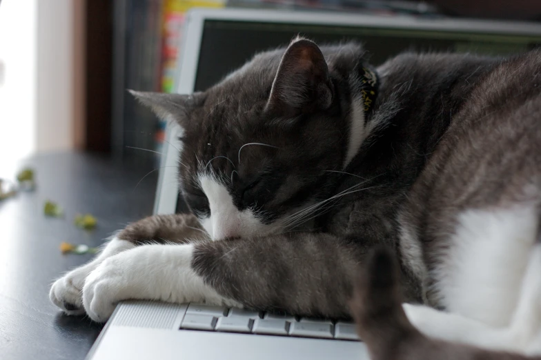 a cat laying on a desk next to a laptop