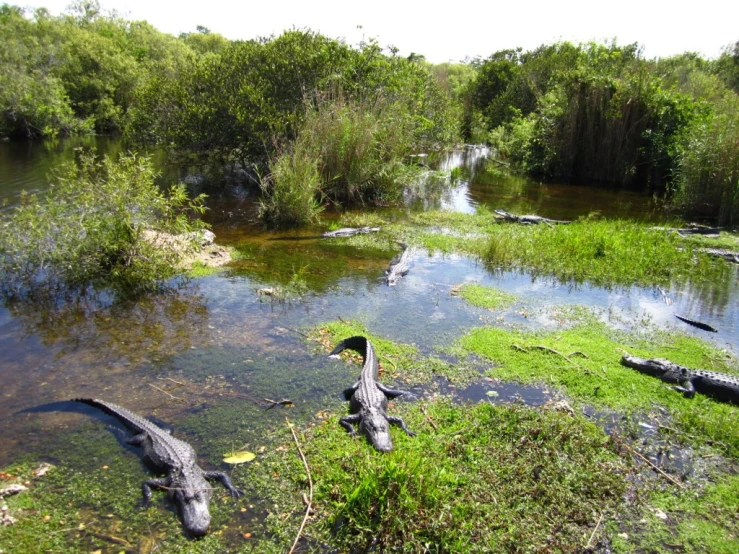 alligators rest in the shallow water on a sunny day