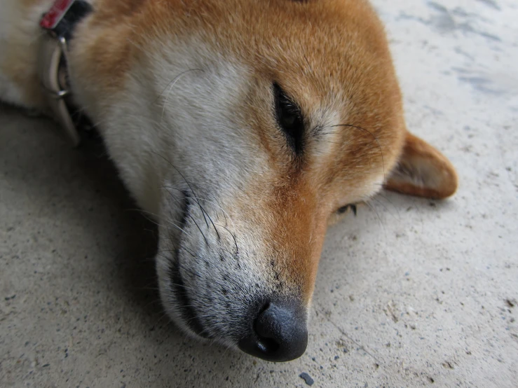 the close up image shows an up - close look at the head and eyes of a sleepy, large brown dog