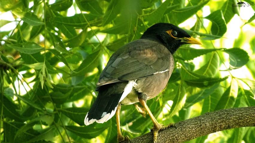 a bird that is perched on a tree nch