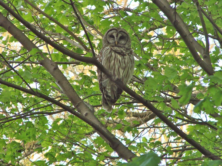 a small owl sits perched high in a tree