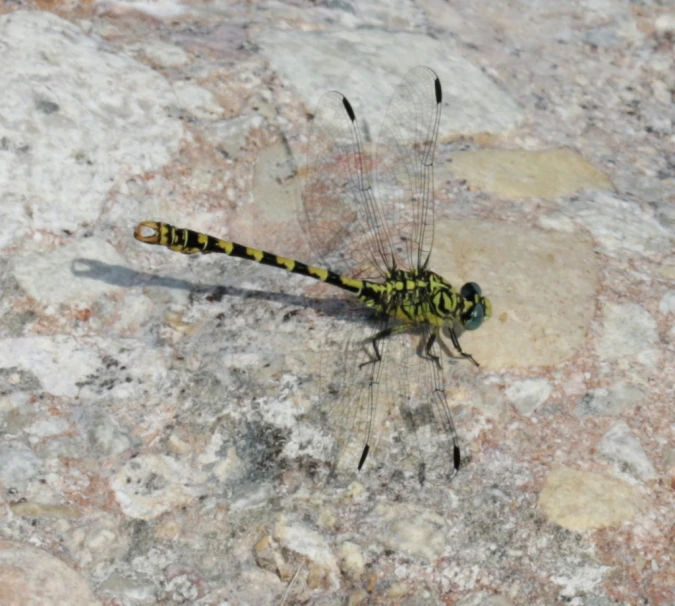 a large green and yellow dragon fly perched on some rock
