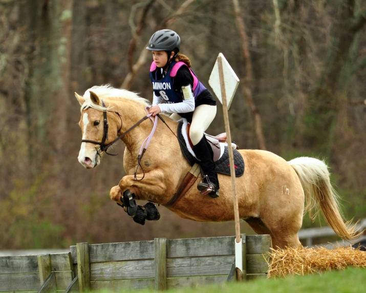 a person is jumping a horse over an obstacle