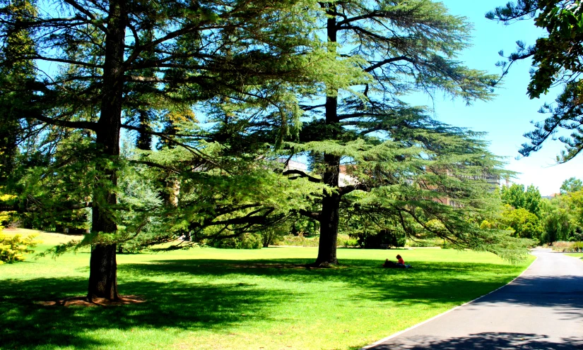 a person riding a bicycle down the street with trees lining both sides