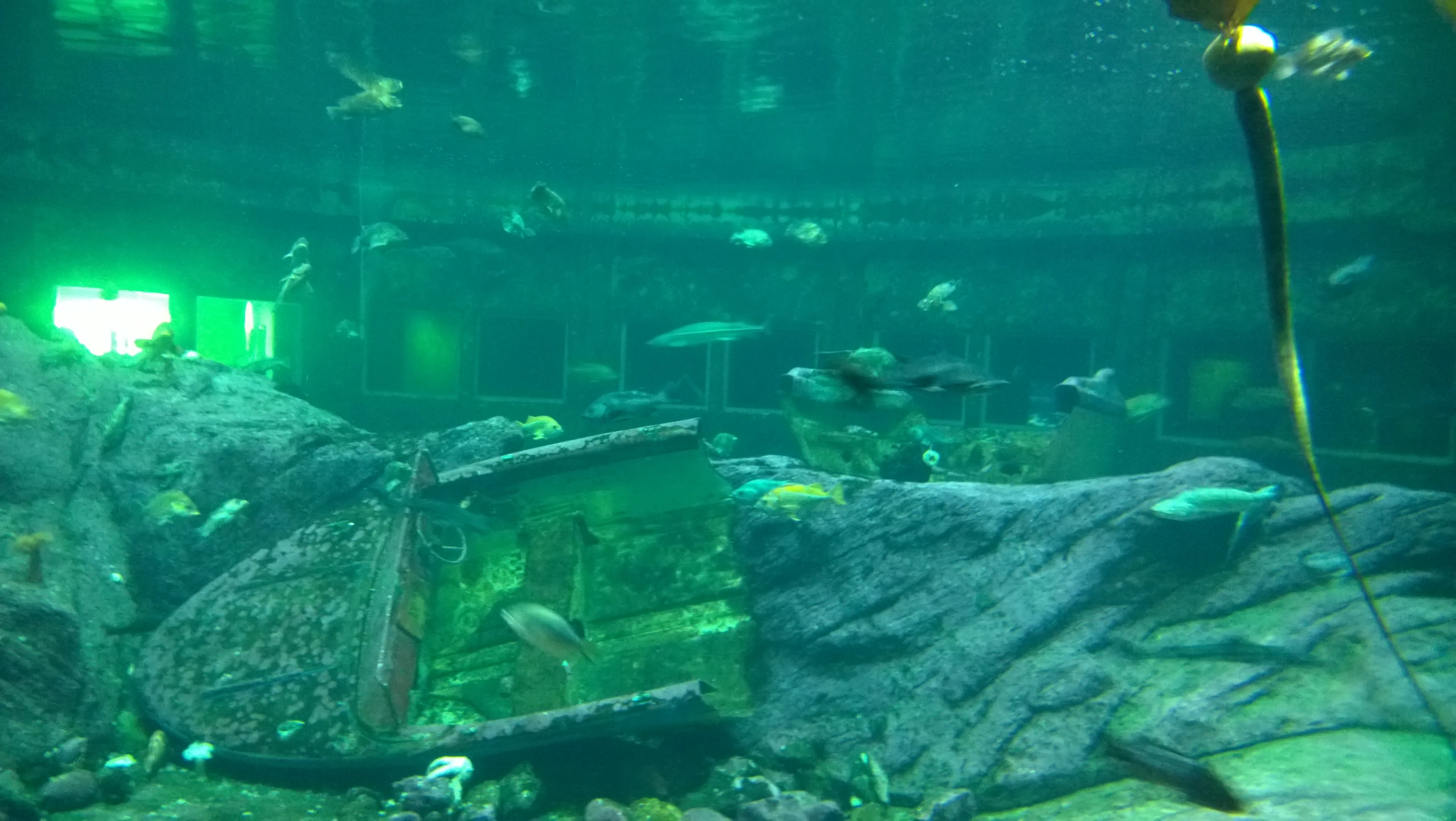 a fish tank in a large aquarium filled with various types of fish