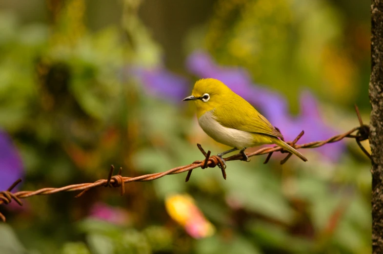 a bird is sitting on a barbed wire with flowers in the background