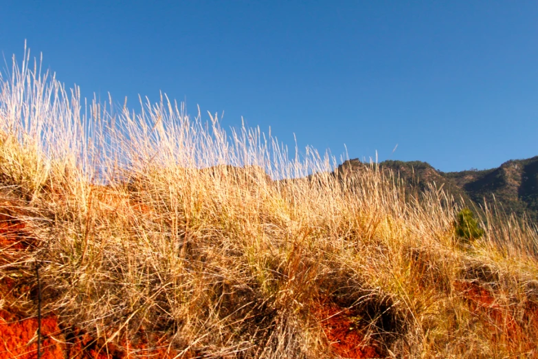 a couple of very tall dry grass on a hillside