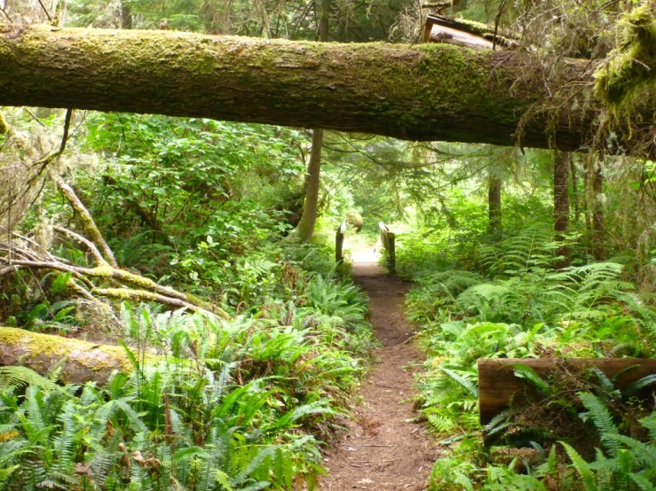 a fallen tree in the middle of a forest