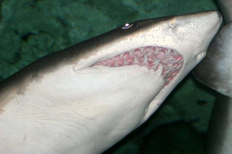 a close up of a shark with a sharp white tip