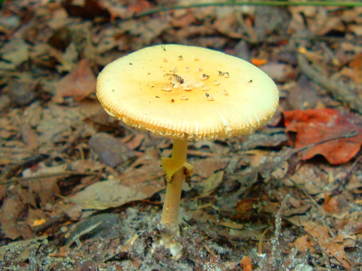 a small yellow mushroom sitting in the leaves on a ground