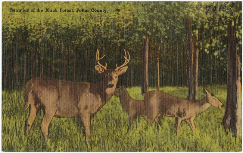 an old postcard with some deer in the middle