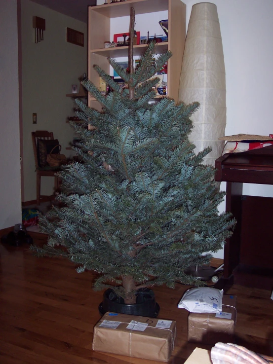 a pine tree sitting in a small box on a hardwood floor