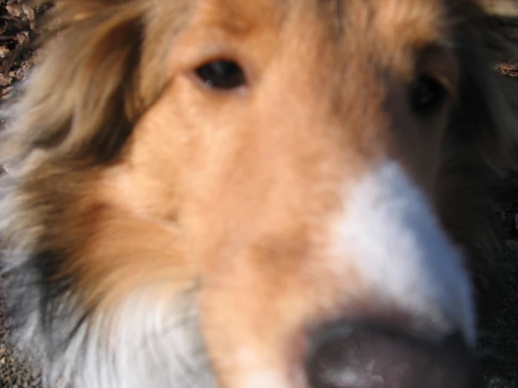 a closeup of a dog's face while on the ground