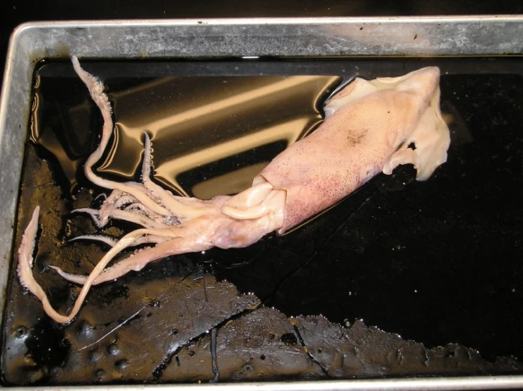 the squid is lying on the grill in the pan