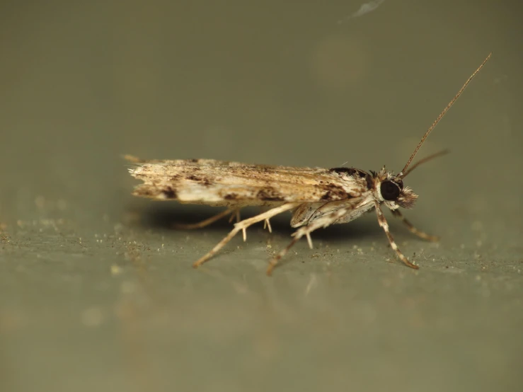 this moth is standing on the surface and staring