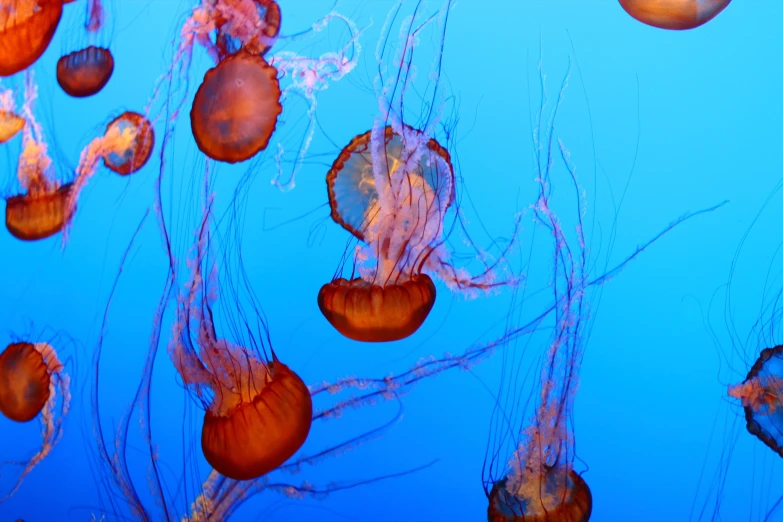 large jellyfish swimming through water together