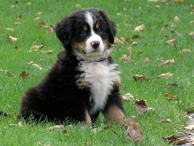 a puppy sitting in the grass with his front paws resting on it