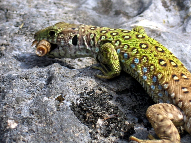 a lizard eating a rock on a sunny day