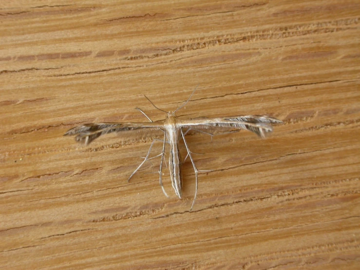 a long legged, white bug on a wooden surface