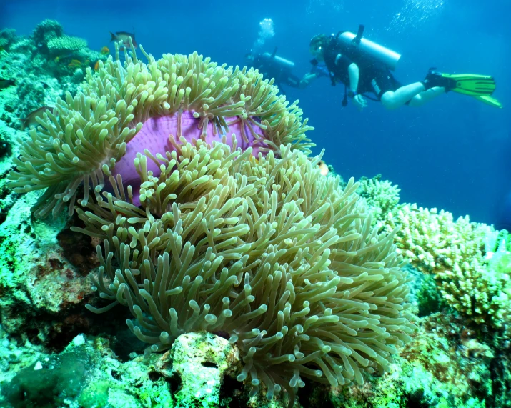 scuba diver on an underwater wreck with anemones