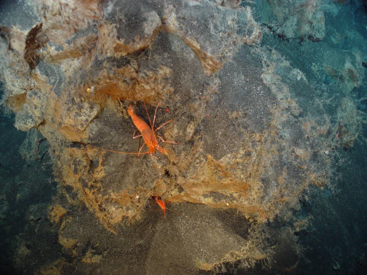 a crab crawling near a rock wall in a blue water