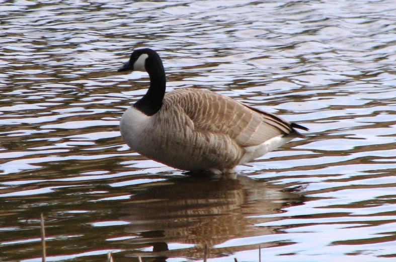 a duck is floating on the water and looking for food