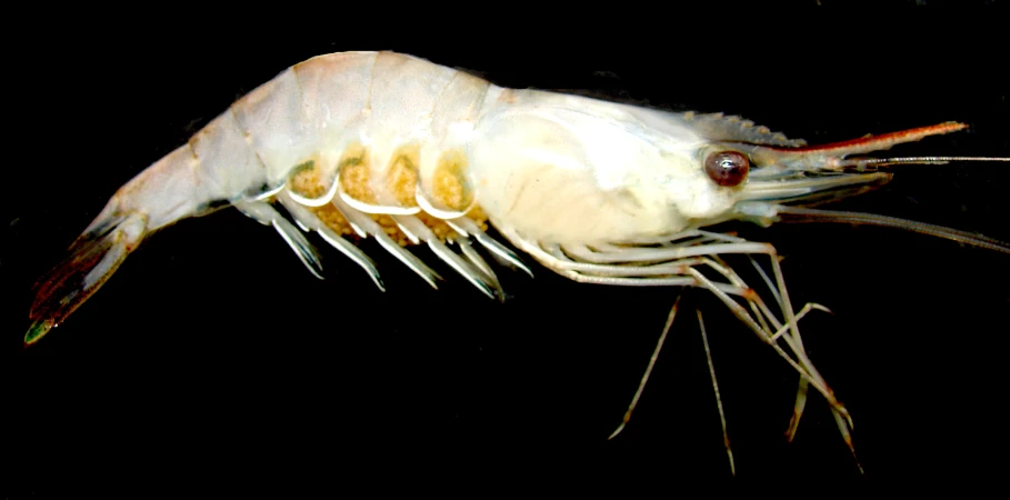 a white shrimp with its head turned back