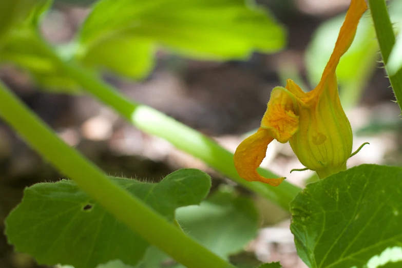 a yellow flower that is standing up on some kind of leaf