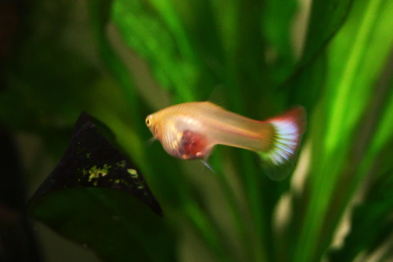 a fish swimming next to some green plants