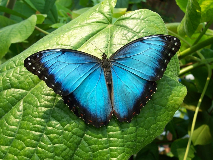 a blue erfly sitting on top of a green leaf