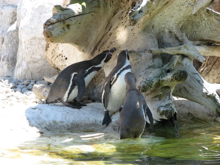 three penguins in the sun on top of rocks