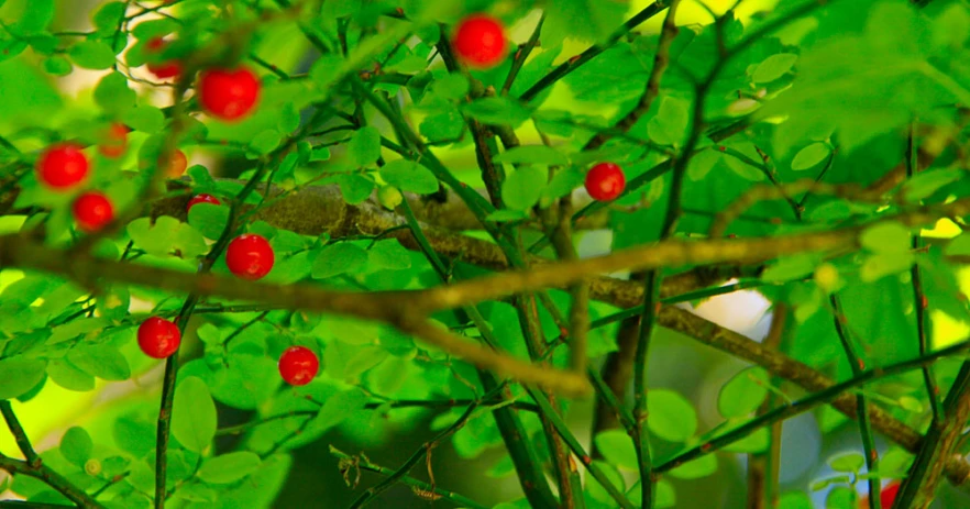 some red berries on a green nch