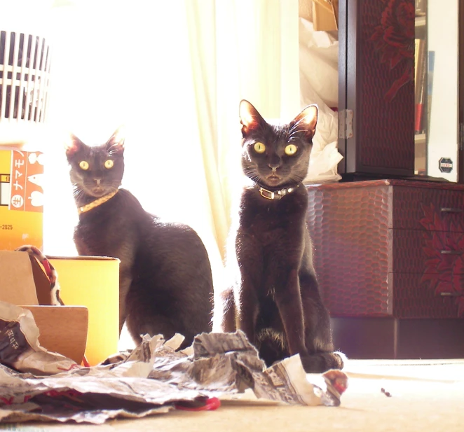 two black cats standing next to each other with papers all over them