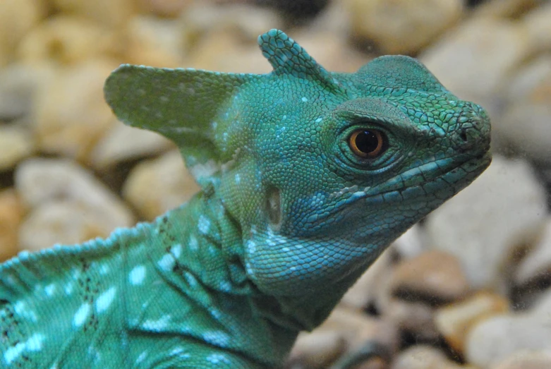 a close up of a green lizard on a rock
