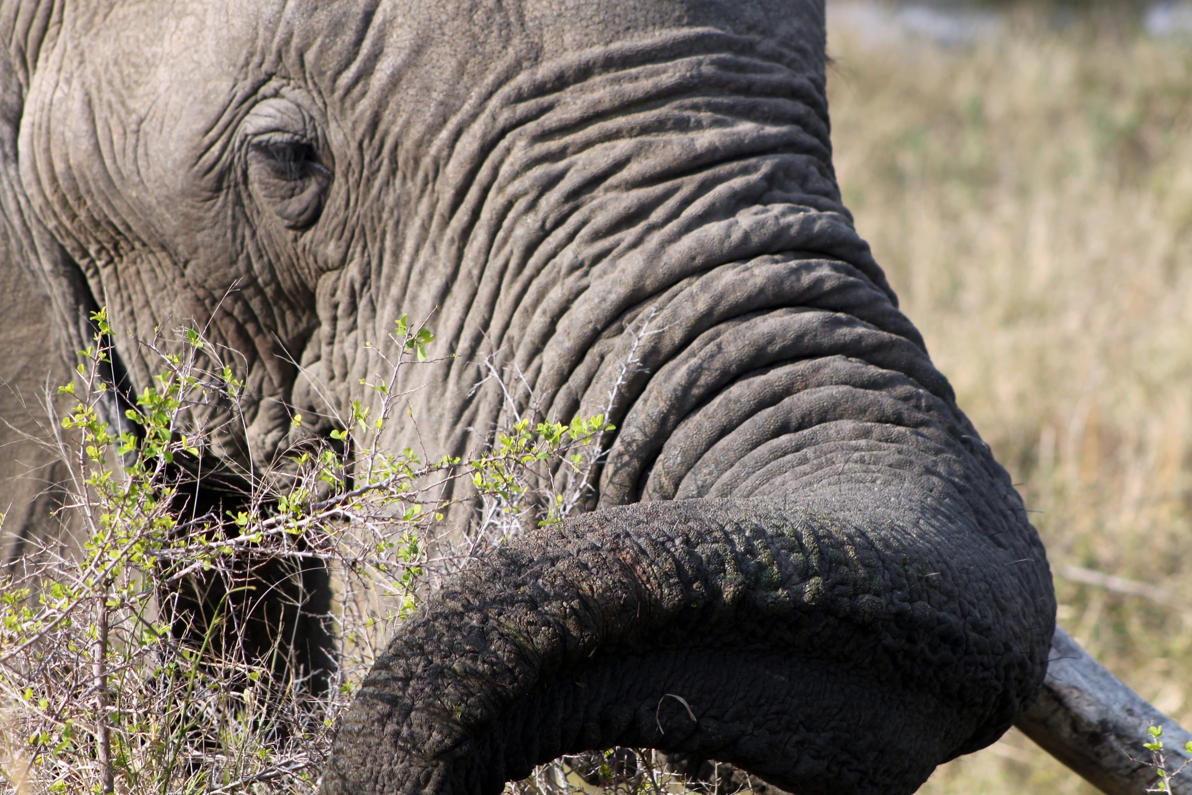 a close up of an elephant's trunk and head