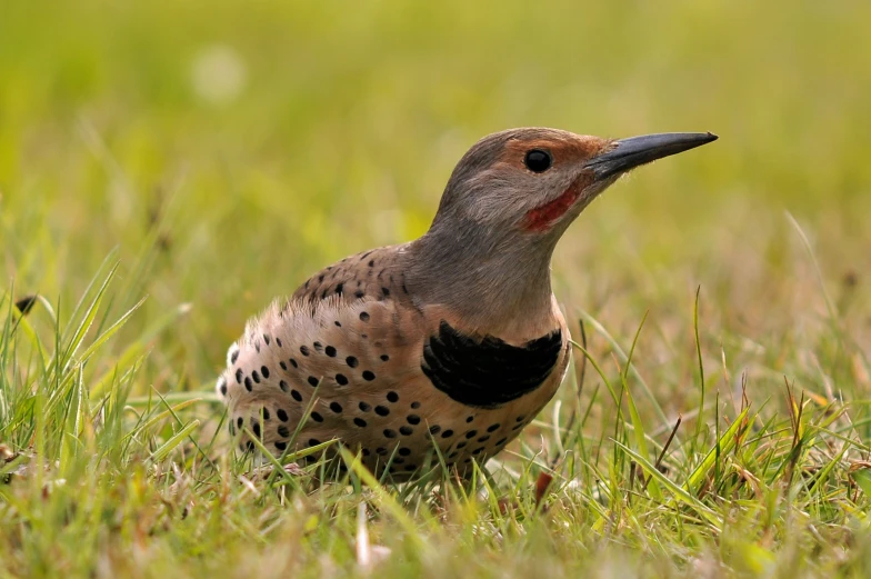 a bird sitting in the grass on top of the ground