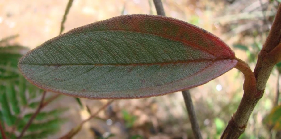 the back side of a leaf that has red edges